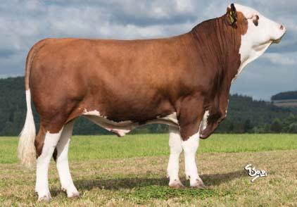 MILAN MOR-276 Milan ET DE 951431985 *27. 6. 2016 FLECKVIEH Mahango Pp (Mungo Pp Round Up) Hulkor (Hulock Romel) M: Calibra 3 8627 4,77 452 3,51 335 MM: Chantre 5 9535 4,23 403 3,40 324 GZW (celk. sel.