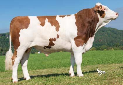 PROFIT HCH-053 JHB Profit CZ 779623 *5. 12. 2016 FLECKVIEH Herzschlag (Hutera Wildwest) Manton (Manitoba Lorint) M: Birma 1 305 10 4,01 417 3,48 363 MM: Birka 3 11923 4,48 534 3,69 440 GZW (celk. sel.