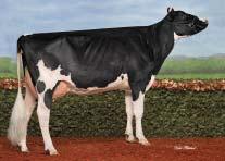 % +33 kg Bílkoviny Protein +0,18 % +27 kg Opakovatelnost Reliability 72 % RZG Selection inde 131 RZM inde mléka Inde of milk 121 RZE zevnějšek celk.