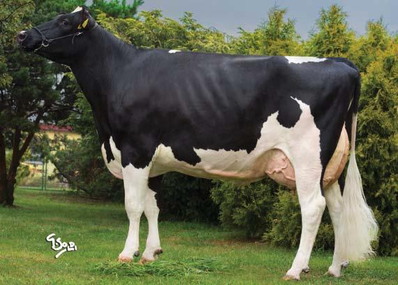 USA (genomické plemenné hodnoty) 8/2018 GENOMICKÉ PLEMENNÉ HODNOTY USA/ GENOMIC BREEDING VALUES USA 8/2018 Mléko Milk +2090 lb Fat 0,00 % +77 lb Bílkoviny Protein +0,01 % +66 lb Opakovatelnost