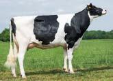 +53 lb Opakovatelnost Reliability 79 % GTPI celk.inde Total inde +2536 Net Merit NM$ +668 Konverze krmiva FE +152 Somatické buňky Somatic cells 2,54 Plodnost dcer celkem Fertility inde +0,8 % zabřez.