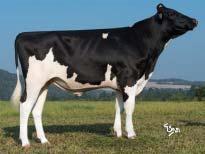 2015 HOLŠTÝN Dominant (Man-O-man Shottle) Paton (O-Man Rudolph) Ramos aaa: 324 (Rudolph Ambition) M: Ostretin Genua 8 2 305 15569 3,76 585 3,45 537 VG 86 MM: Ostretin Genua 3 2 305 11671 4,85 566