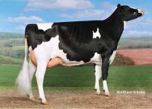 GENOMICKÉ PLEMENNÉ HODNOTY NĚMECKO/ GENOMIC BREEDING VALUES GERMANY 8/2018 Mléko Milk +730 kg Fat + 0,18 % +48 kg Bílkoviny Protein +0,28 % +53 kg Opakovatelnost Reliability 71 % RZG celk.