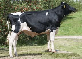 GENOMICKÉ PLEMENNÉ HODNOTY NĚMECKO/ GENOMIC BREEDING VALUES GERMANY 8/2018 Mléko Milk +1187 kg Fat + 0,06 % +53 kg Bílkoviny Protein +0,07 % +47 kg Opakovatelnost Reliability 72 % RZG celk.