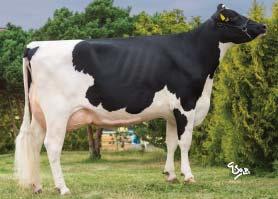 SUREBOY Ostretin Sureboy ET CZ 683392053 *12. 4.