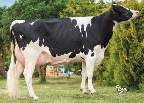Reliability 96 % (258 dcer/51 stád) SIH celk.inde Total inde 121 Porody Calving na krávy/for cows Plodnost pat.