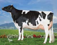 Reliability 97 % (446 dcer/86 stád) SIH celk.inde Total inde 128 Porody Calving na jalovice/easy Plodnost pat.