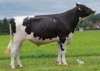 96 % (221 dcer/45 stád) SIH celk.inde Total inde 121 Porody Calving na jalovice/easy Plodnost pat.