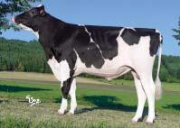 Reliability 95 % (192 dcer/33 stád) SIH celk.inde Total inde 117 Porody Calving na jalovice/easy Plodnost pat.