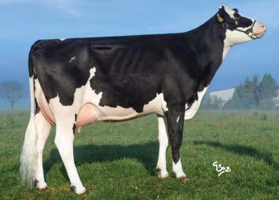 LAURIN NEA-739 Ostretin LAURIN ET CZ 562062053 *29. 7.