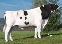 Reliability 99 % (2782 dcer/725 stád) SIH celk.inde Total inde 122 Porody Calving na jalovice/easy Plodnost pat.