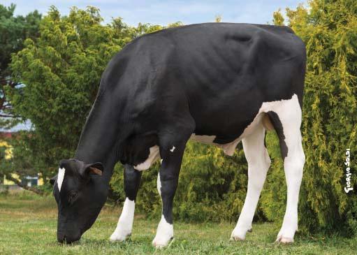 ZILVAR NGA-679 Ostretin Zilvar CZ 822669053 *6. 11.