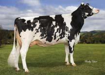 +64 lb Opakovatelnost Reliability 77 % GTPI celk.inde Total inde 2632 Net Merit NM$ +796 Konverze krmiva FE +181 Somatické buňky Somatic cells 2,96 Plodnost dcer celkem Fertility inde +2,5 % zabřez.