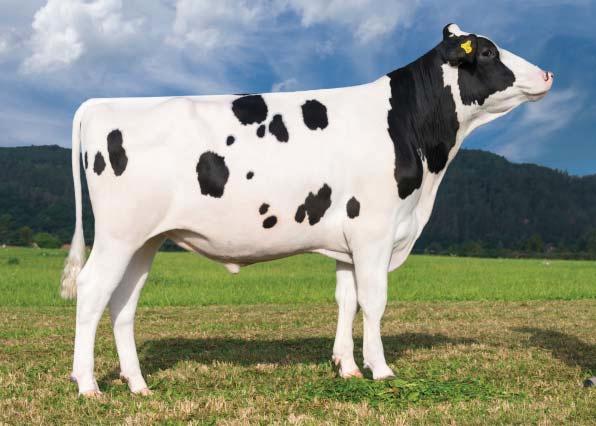 USA (genomické plemenné hodnoty) 8/2018 GENOMICKÉ PLEMENNÉ HODNOTY USA/ GENOMIC BREEDING VALUES USA 8/2018 Mléko Milk +1088 lb Fat +0,10 % +69 lb Bílkoviny Protein +0,05 % +47 lb Opakovatelnost