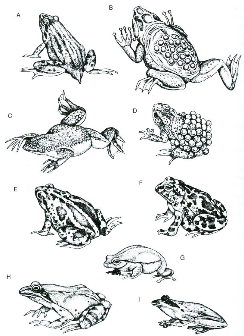 Anura žáby (bezocasí) - v dospělosti bez ocasu - 4 končetiny, zadní zvláště vyvinuté (skákání a plavání) - samci menší pářící mozoly - bubínky na povrchu