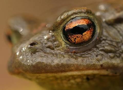 Pseudepidalea, Epidalea) Bufo bufo,