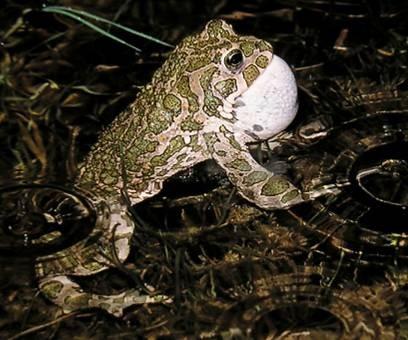 Pseudepidalea (Bufo)