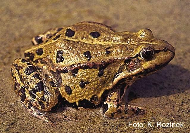 Zelení skokani rod Pelophylax Pelophylax