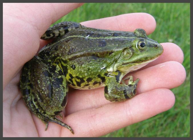největší žába (9-12 cm) - barevně