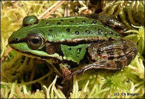 Pelophylax lessonae, skokan krátkonohý