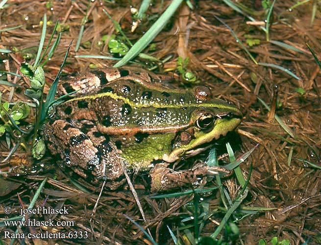 Pelophylax esculentus - skokan