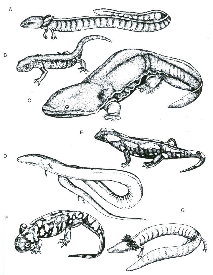 Urodela - mloci (severní polokoule), 8 čeledí ( Caudata ) -ocas i v dospělosti, většinou 4 končetiny, často menší samci, silný čich Hynobiidae (5;31) - pamlokovití (Asie) Cryptobranchidae (2;2) -