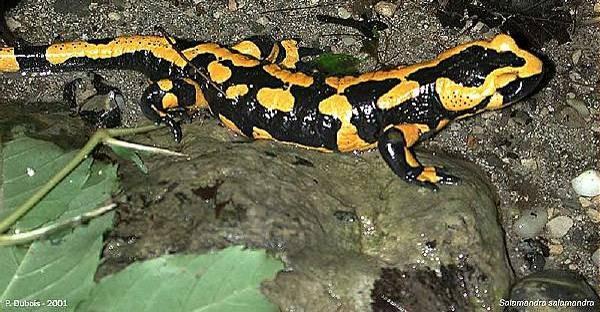 Salamandra salamandra, mlok