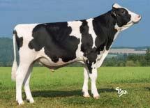 Bílkoviny Protein +0,33 % +23 kg SIH celk.