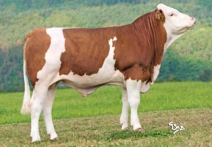 MAREK P Genomické plemenné hodnoty/ Genomic breeding values 8/2017 (DAC) MOR 275 Marek DE 951431984 *27. 6.