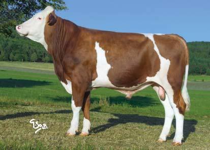 LYON Genomické plemenné hodnoty/ Genomic breeding values 8/2017 (DAC) AMT 069 Lyon CZ 718394032 *19. 3. 2012 MONTBELIARD Ubalm (Masolino Gardian) Valfin JB (Natif JB Imposteur) GZW (celk. sel.