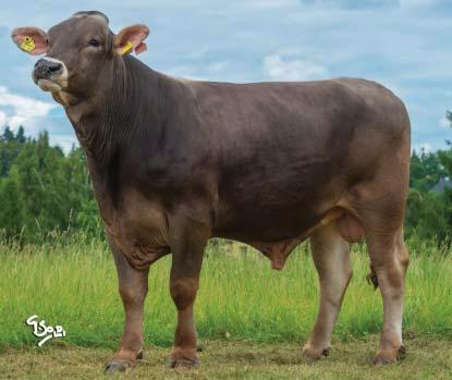 HARRISON Genomické plemenné hodnoty/ Genomic breeding values 8/2017 (DE) HUT 009 Harrison DE 666623864 *6. 10.