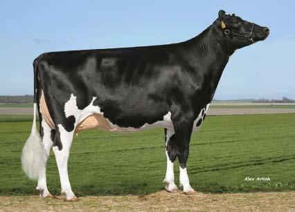SILVERIO NEO 662 Silverio NL 876060452 *10. 10.