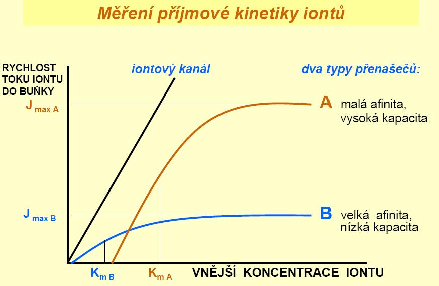 Studium funkce transportních proteinů metody, nové poznatky Studiem kinetiky příjmu jednotlivých iontů, např.