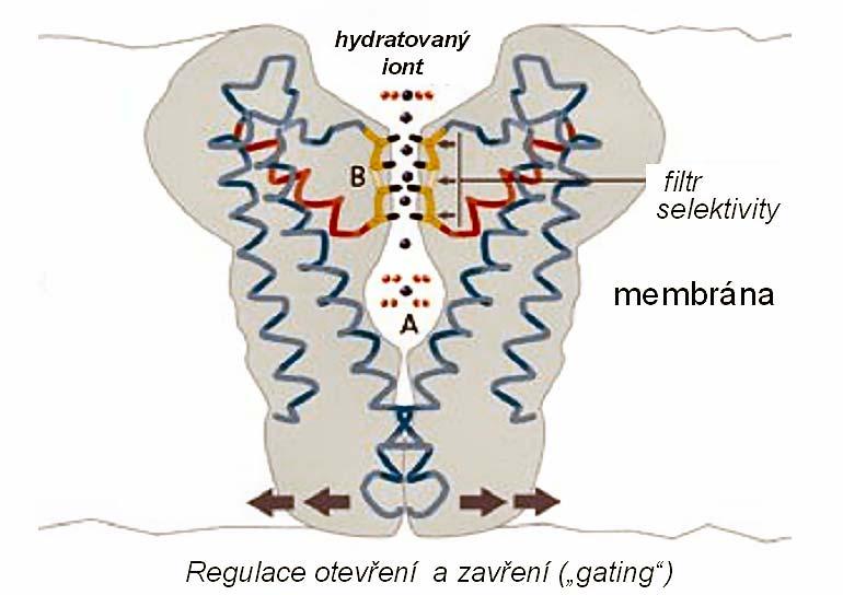 v draslíkovém kanálu jen ionty draslíku a nikoli také třeba velmi podobné (dokonce o něco menší) ionty sodíkové.
