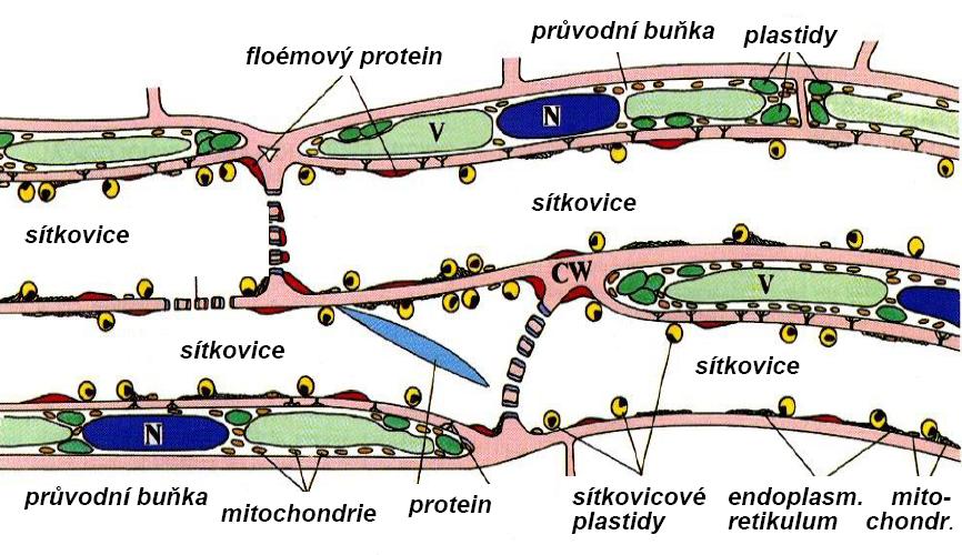 Transport látek v lýku (floému) Kromě rychlého dálkového rozvodu roztoků v xylému má rostlina ještě další výkonný a na xylému nezávislý transportní systém - lýko (floém).