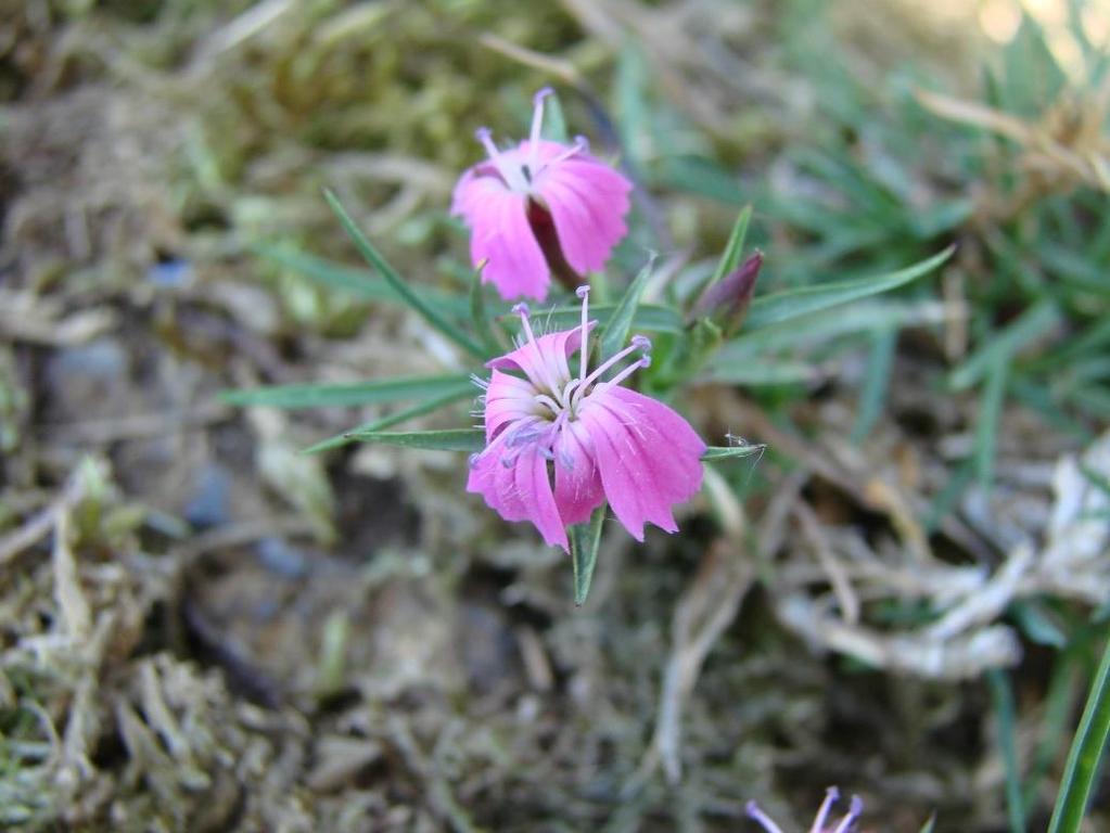 Na PP Otmíčská hora se nachází dvanáct druhů rostlin, které jsou zapsány na seznamu Red List of vascular plants of the Czech Republic (GRULICH et al., 2012).