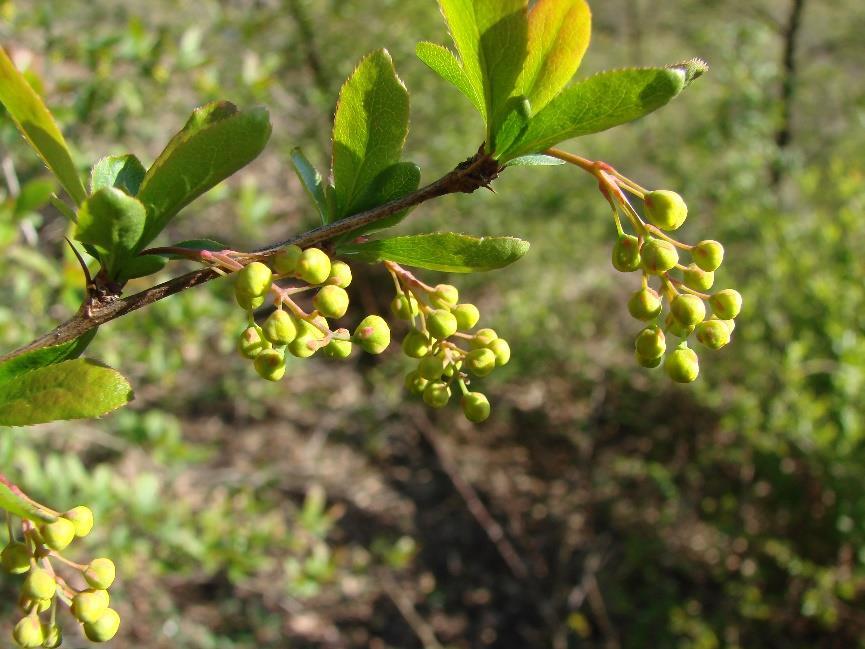 Obr. 12 Berberis vulgaris (dřišťál obecný), 24. 4. 2017 Viscum album subsp.