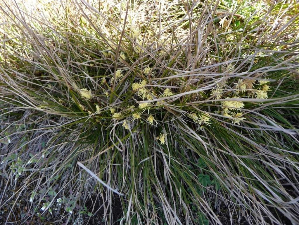 Obr. 14 Carex humilis (ostřice nízká), 26. 3. 2017 Posledním druhem, který se řadí do kategorie C4a rostlin je Melica transsilvanica (strdivka sedmihradská) patřící do čeledi Poaceae (lipnicovité).