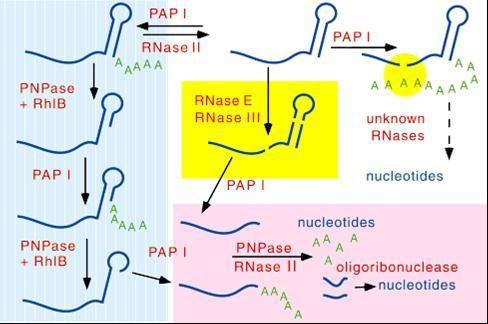 modře : RNA a nukleotidy podléhající degradaci, možnost odstranění ochranné vlásenky zeleně : polya 3 - konec červeně : enzymy žlutě : endonukleasy, které odstraňují sekundární struktury na 3 -konci