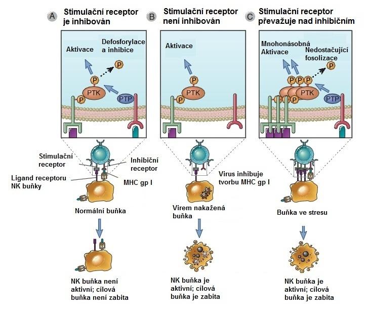 - 17 - Mezi CTLD receptory lidských NK buněk patří například AICL a NKp80, KACL a NKp65, NKR-P1 a LLT1, CD94/NKG2 a NKG2D, CD69, KLRG1 a další [12].
