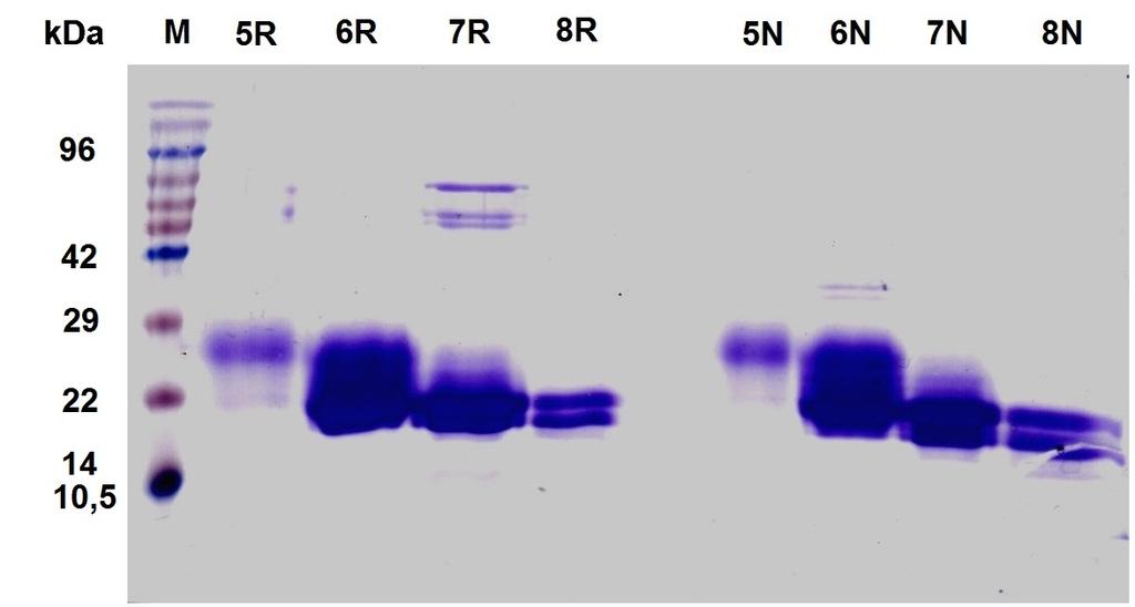 - 41 - Obr. 9: 15% SDS elektroforéza frakcí GC z produkce A. Fotografie elektroforetické analýzy frakcí 5 A - 8 A z gelové permeační chromatografie produkce A.