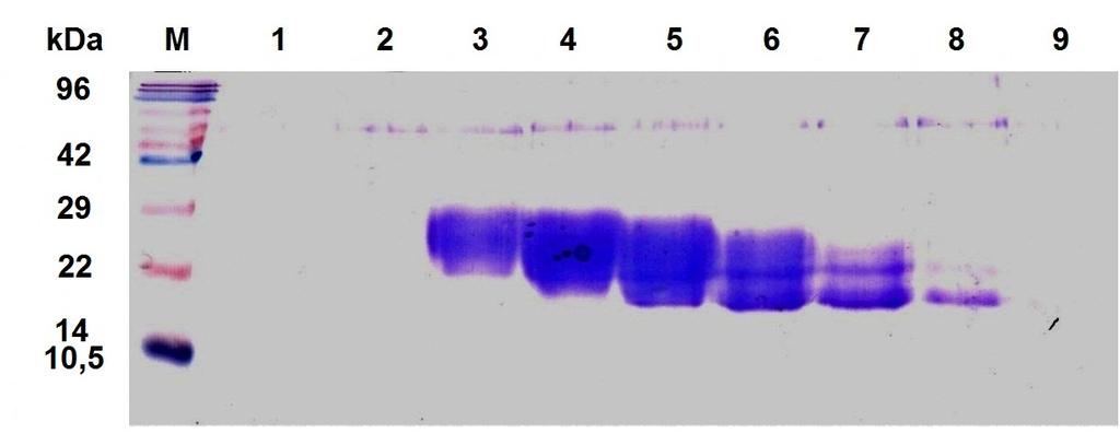 - 42 - Obr. 10: Chromatogram purifikace proteinu KACL z produkce B. Záznam z gelové permeační chromatografie proteinu KACL produkovaného ve vysoké hustotě HEK293S linie.