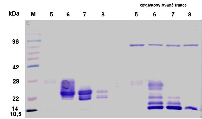 - 44 - očekávané molekulové velikosti 16 kda a zároveň je patrné, že kompletně deglykosylovaný protein se nachází pouze ve frakci 8 A.