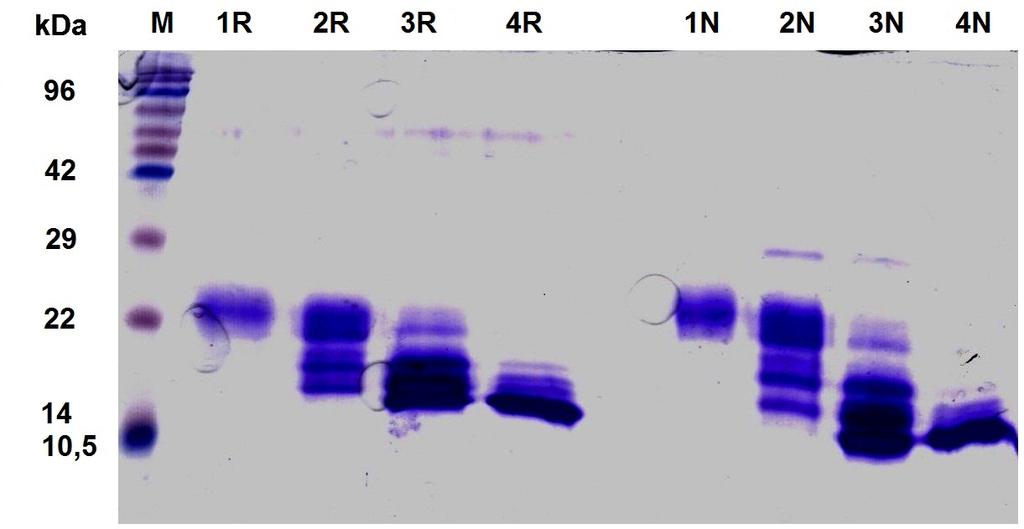 - 46 - Obr. 16: Chromatogram deglykosylovaného proteinu KACL z produkce A. Záznam z gelové permeační chromatografie deglykosylovaného proteinu KACL. Použita kolona Superdex 200 300/10 GL.
