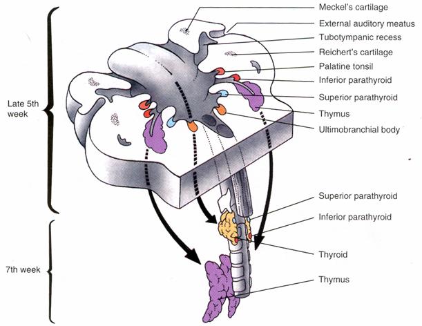 thyroidei