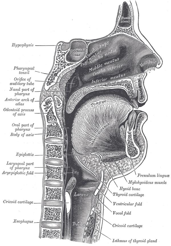 Dutina ústní 1 Dutina ústní 2 VESTIBULUM ORIS CAVUM ORIS PROPRIUM LABIUM SUPERIOR ET INFERIOR PHLITRUM SULCUS