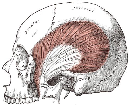 MUSCULUS TEMPORALIS MUSCULI PTERYGOIDEI G1024 MUSCULUS TEMPORALIS MUSCULI PTERIGOIDEI G382 G383 Kožní (mimické) svaly ve