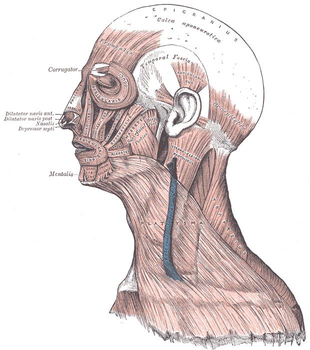 přehled svalů obličeje Útvary v tváři Sval: MUSCULUS BUCCINATOR Další struktury: CORPUS ADIPOSUM BUCCAE, odpovídající