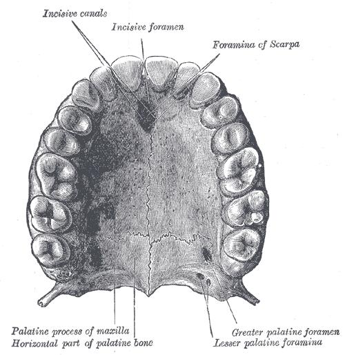 Poloha patrových oblouků a krčních mandlí Čelistní oblouky Čelisti Čelistní oblouky jsou součástí čelístí dolní MANDIBULA, horní MAXILLA a OS INCISSIVUM.