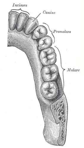 LACTEI. Mléčný chrup obsahuje (1/4) 2 řezáky D. INCISIVI, 1 špičák D. CANINI a dvě stoličky D. MOLARES. Značí se i,c,m. Stálý chrup obsahuje 2 řezáky, 1 špičák, 2 zuby třenové D.